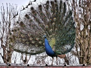 Close-up of peacock