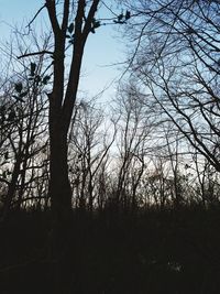 Silhouette bare trees in forest against sky