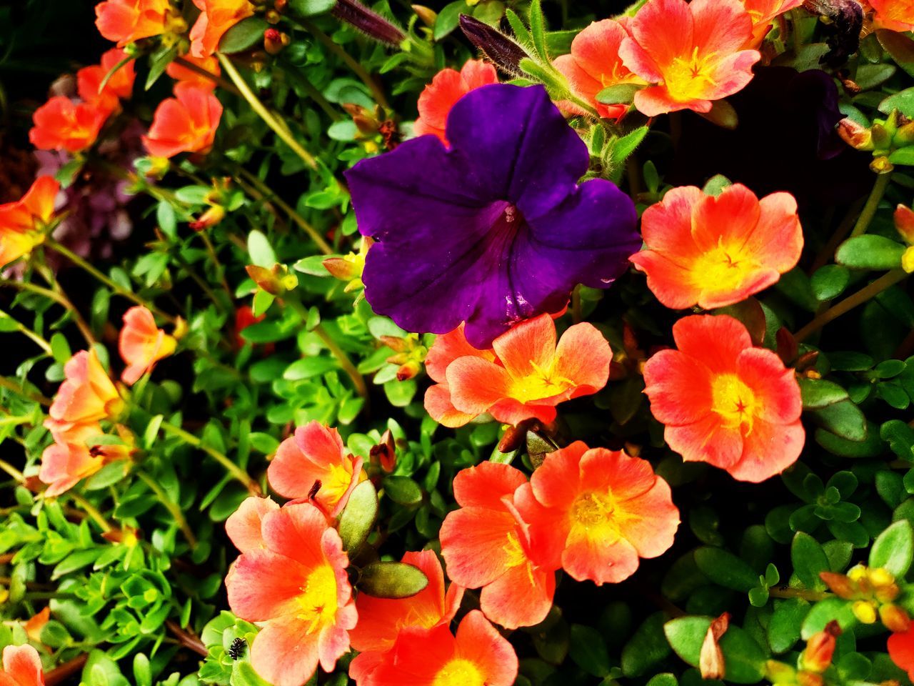 CLOSE-UP OF PURPLE FLOWERING PLANT