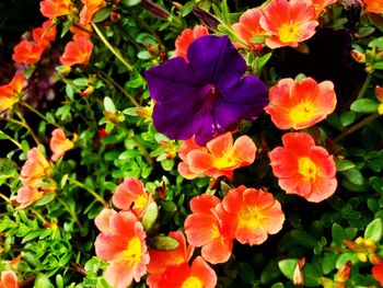 Close-up of purple flowering plants