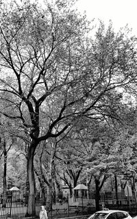Bare trees against sky