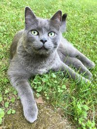 Portrait of cat sitting on grass