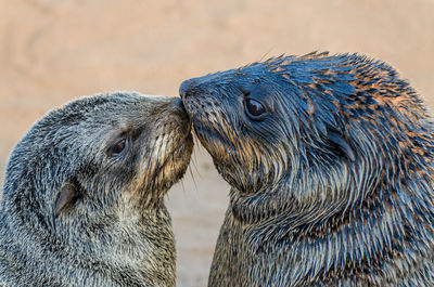 Close-up of two brown fur seal kissing on beach, cape cross seal reserve, namibia