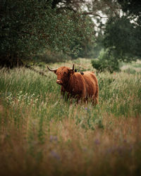 Horse standing on grassy field