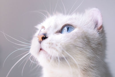 Close-up of cat