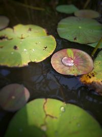 Close-up of lotus water lily in lake