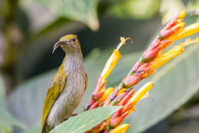 Close-up of bird perching on plant