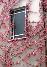 Low angle view of pink ivy on tree