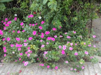 Pink flowers blooming outdoors