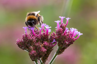 Close up of a bumblebee pollinating verbena flowers