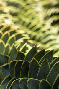 Full frame shot of plant