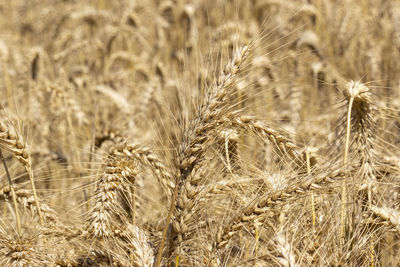 Close up of three ears of wheat in the tuscan countryside