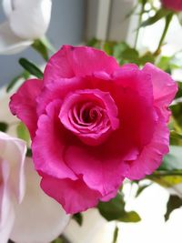 Close-up of pink rose blooming outdoors