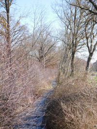 Bare trees in forest