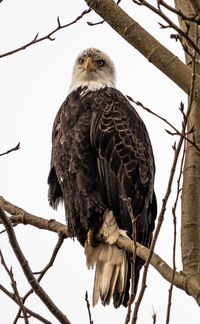 Low angle view of eagle perching on branch