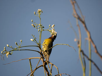 Low angle view of bird perching on branch against sky