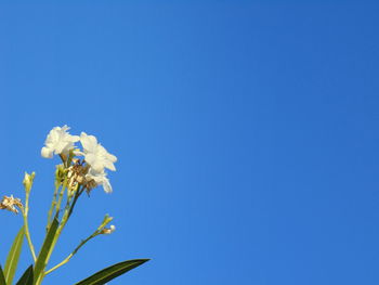 Low angle view of flowers blooming against blue sky