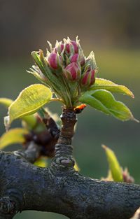 Close-up of flowering plant