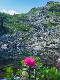 Scenic view of flowering plants and rocks against sky