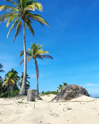 Palm trees on beach against blue sky