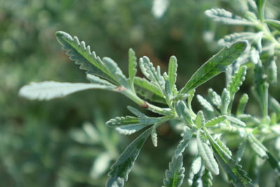 Close-up of snow on plant