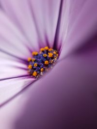 Close-up of purple flower