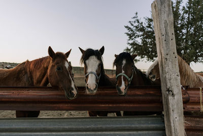 Horses standing in ranch against clear sky