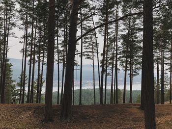 Trees in forest against sky