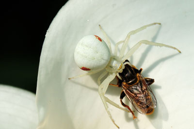 Close-up of insect on white background