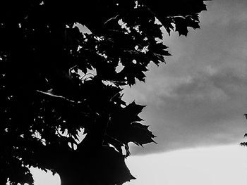 Low angle view of tree against sky