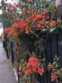 Close-up of flowering plants