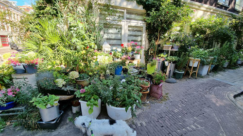 Potted plants on street