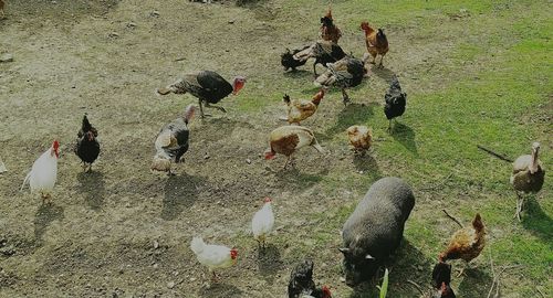 Plant growing on a tree