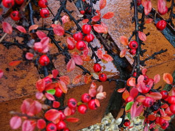 High angle view of red berries on plant during autumn
