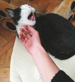 Hand petting cat