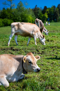 Cows in a field in switzerland 