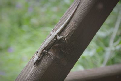 Close-up of lizard on wood