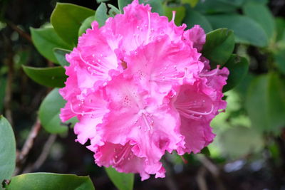 Close-up of pink flowers