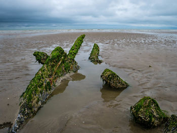 Algae covered sword like leftovers from a world war ship at a beach in northern france