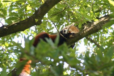 Low angle view of bird perching on tree