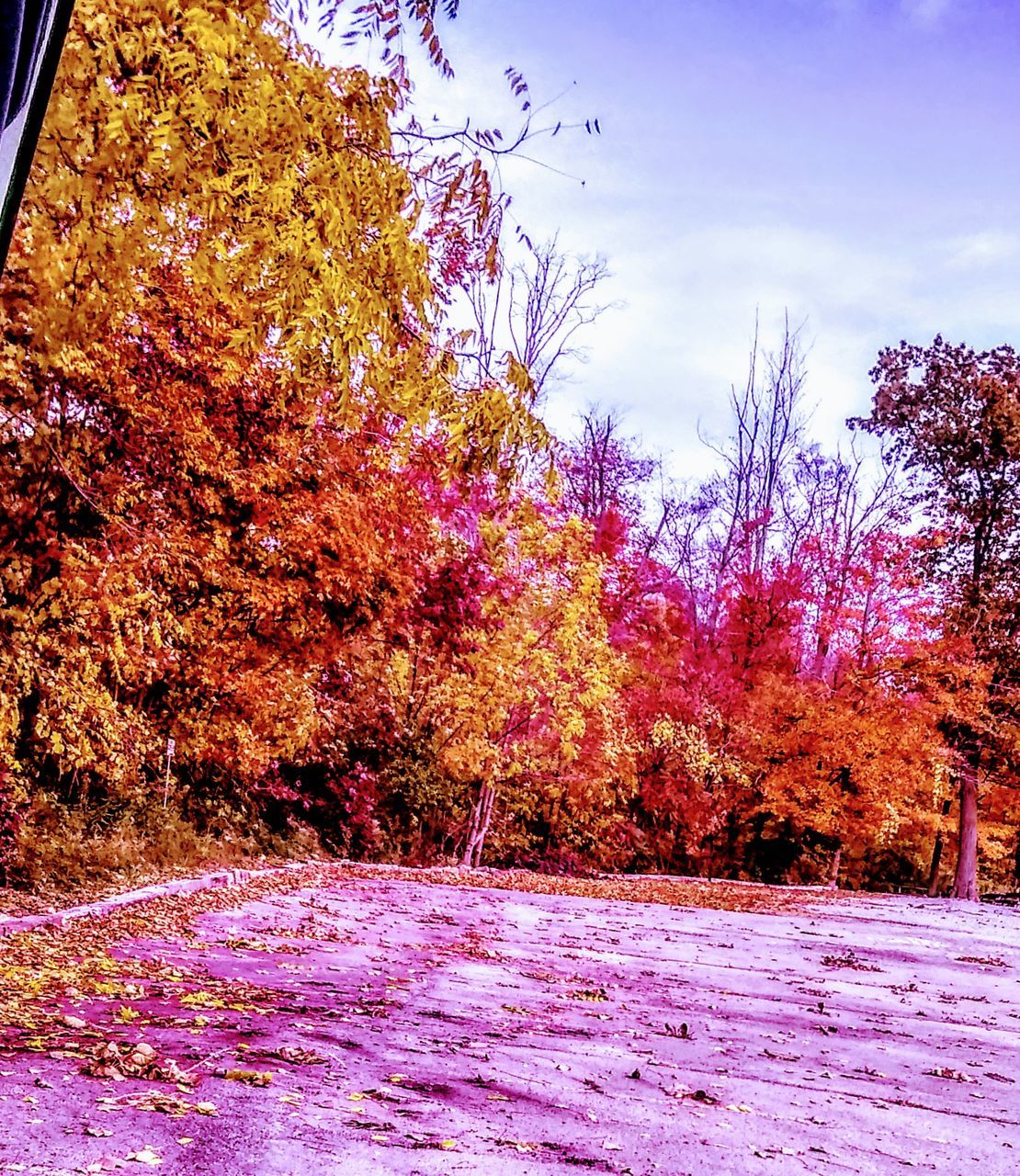 plant, tree, beauty in nature, tranquility, growth, no people, nature, sky, autumn, day, winter, scenics - nature, land, change, tranquil scene, outdoors, environment, cloud - sky, field