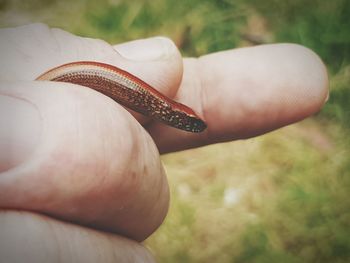 Cropped hand of person holding slow worm