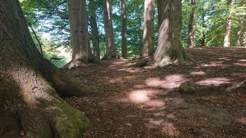 Trees growing in forest