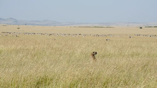 Flock of sheep on field against clear sky