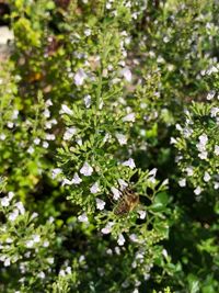 Close-up of flowering plant