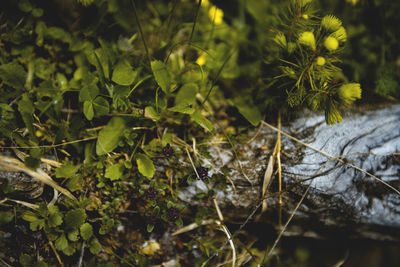 Close-up of fresh green plants