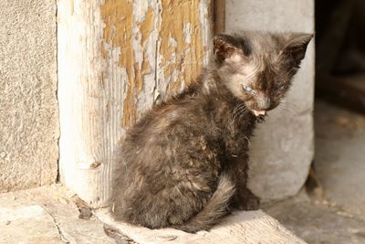 Cat sitting on wall
