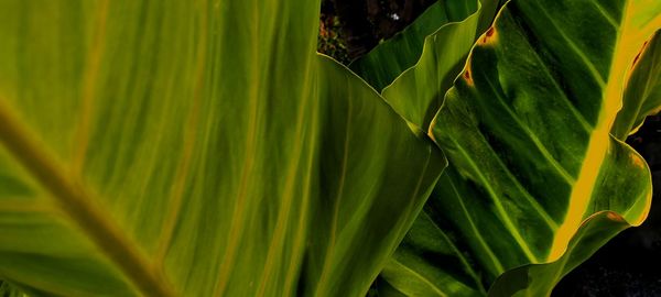 Close-up of green leaves