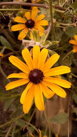 Close-up of black-eyed yellow flower blooming outdoors