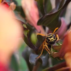 Close-up of insect on flower